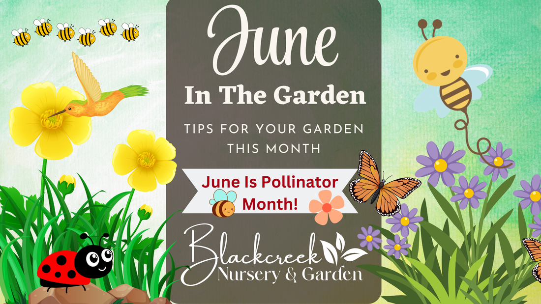 June In the Garden