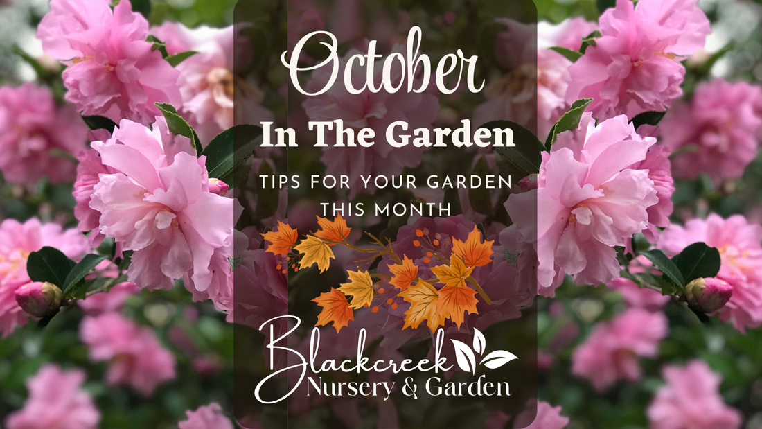 October In the Garden