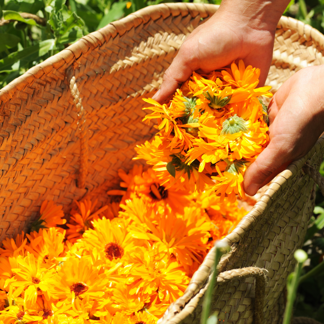Calendula Flowers Loose Herb 1oz Organic