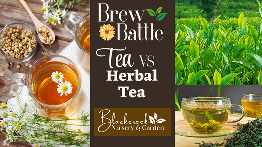 Brew Battle: Tea vs. Herbal Tea - Exploring the Unique Flavors and Benefits