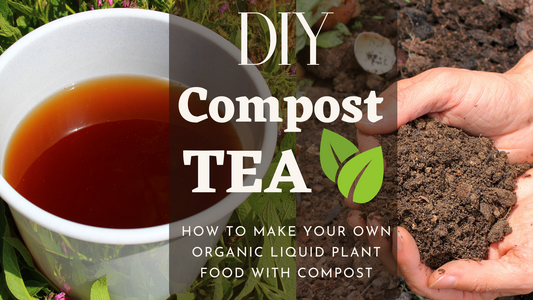 Creating Compost Tea For Your Plants