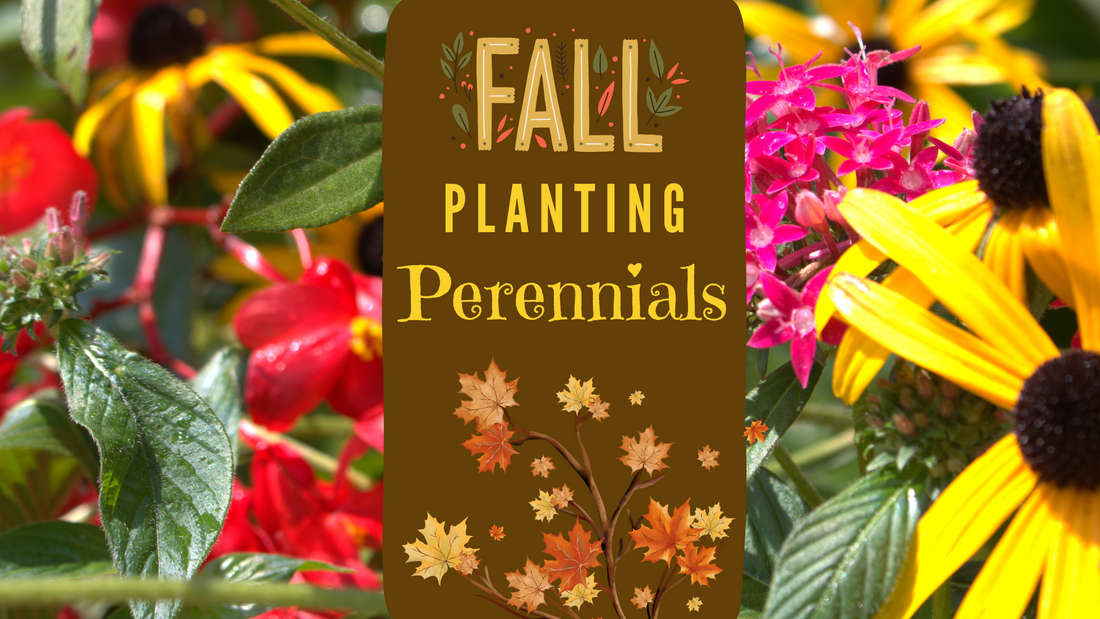 Planting Perennials in the Fall