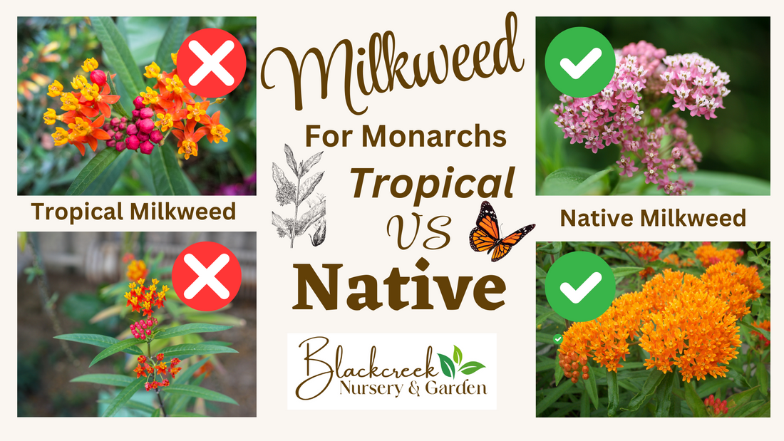Native Milkweed vs Tropical Milkweed