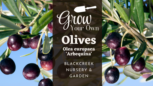 Grow Your Own Olives