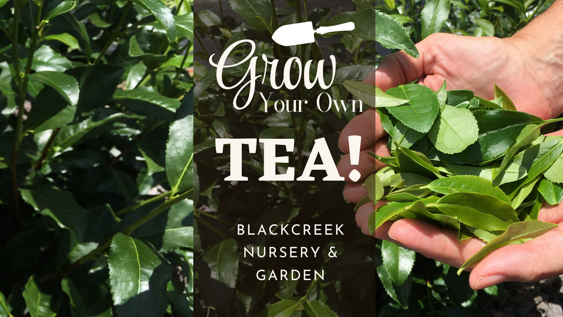 Grow Your Own Tea