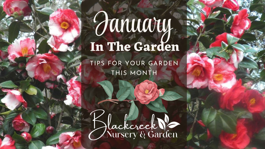 January In The Garden