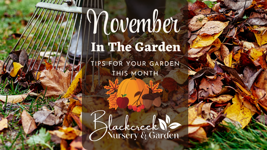 November In The Garden