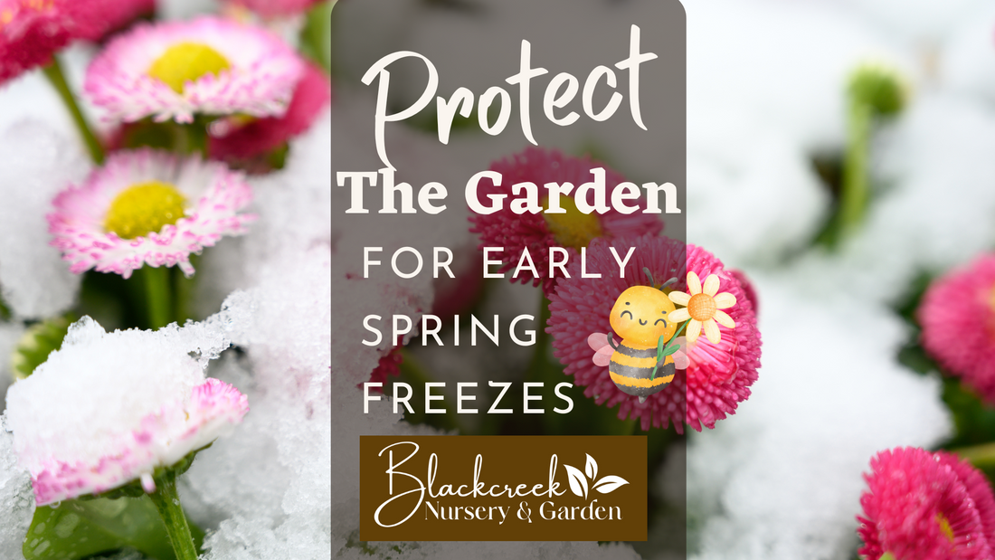 Tips On Protecting Your Plants For Late Season Frosts