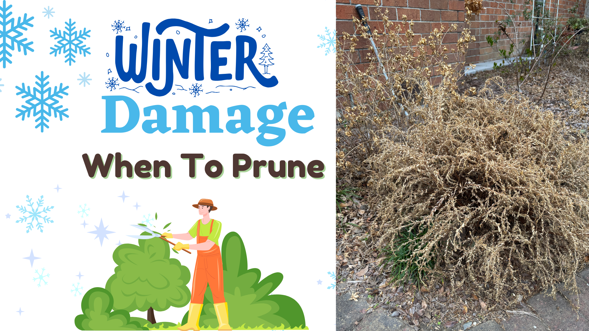 Winter Damage To Plants - When To Prune – Blackcreek Nursery and ...