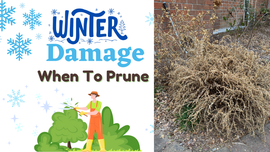 Winter Damage To Plants - When To Prune