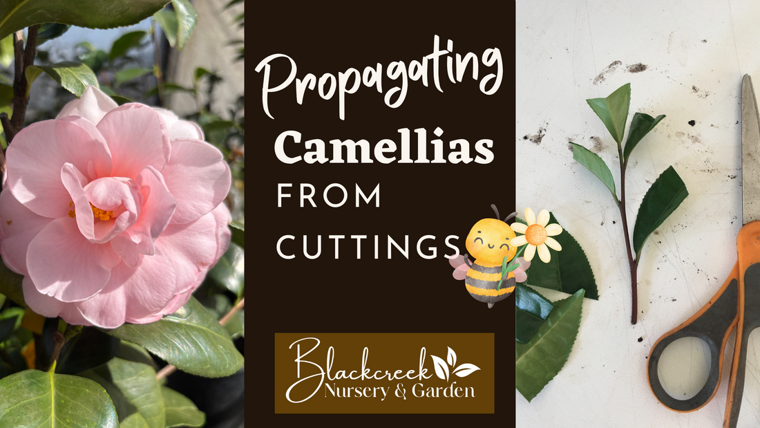 Rooting Camellias - A Guide to Successful Propagation