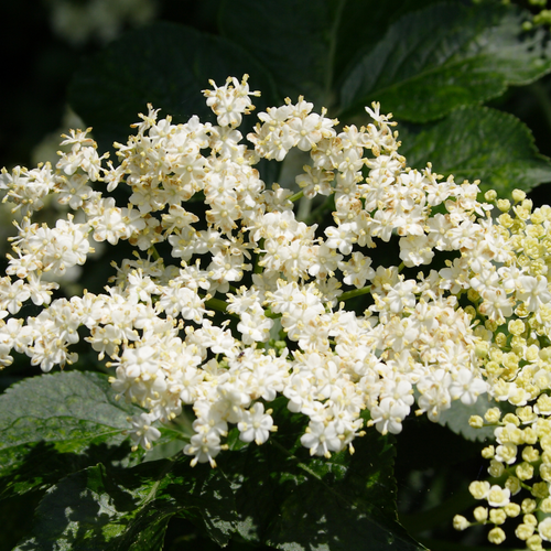 Elderflower, Sambucus nigra.