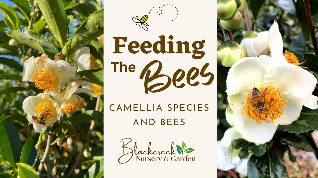 Feeding The Bees - Camellia Pollinators