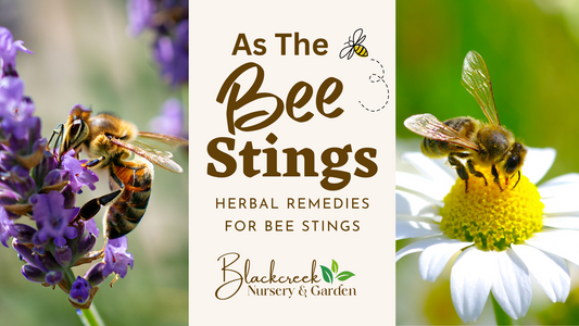 Herbs to soothe when the Bee Stings