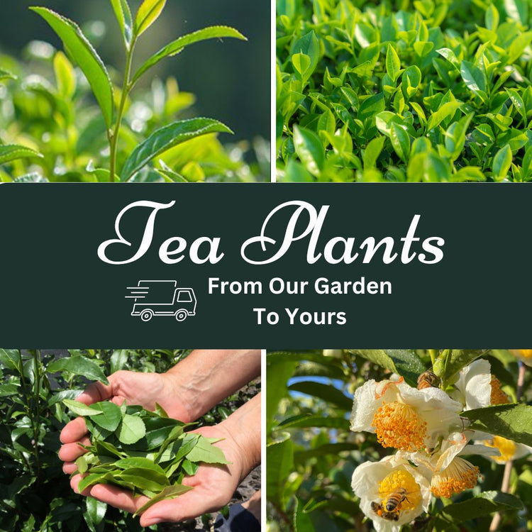 Tea Plants & Seeds Available To Ship