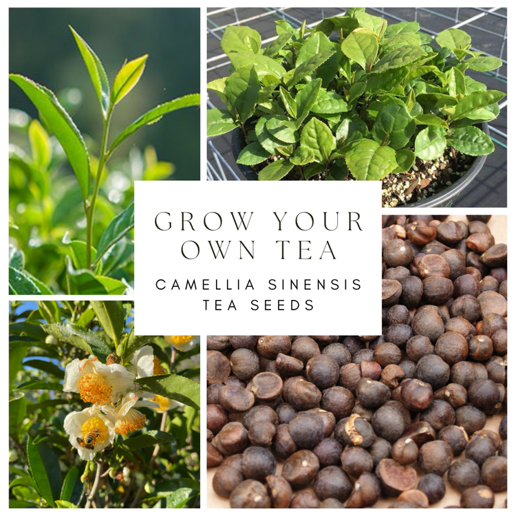 Camellia Sinensis Tea Seeds