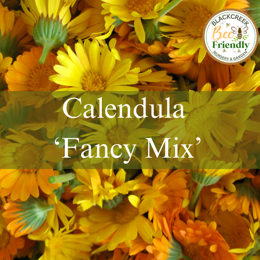 Calendula 'Fancy Mix' Seed