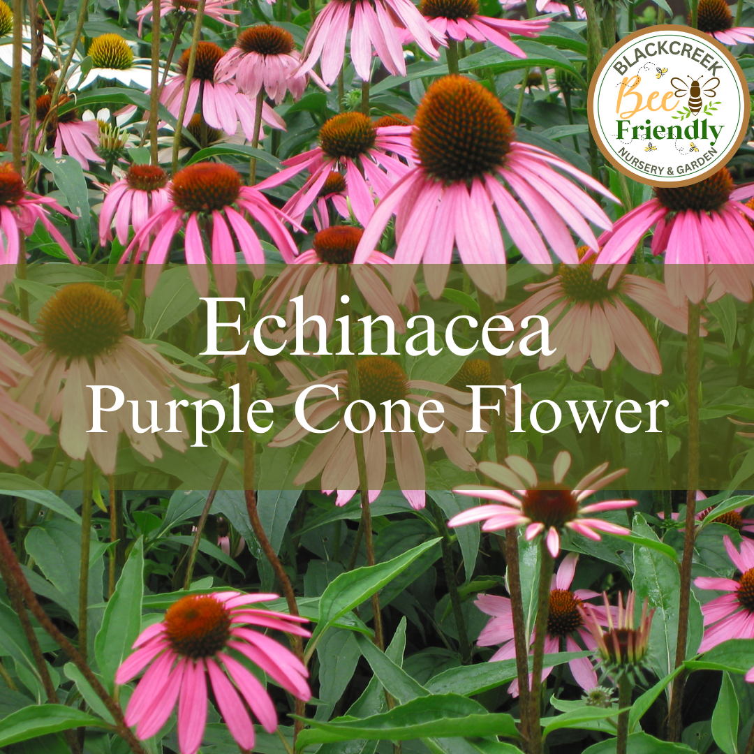 Purple Coneflower (Echinacea purpurea)