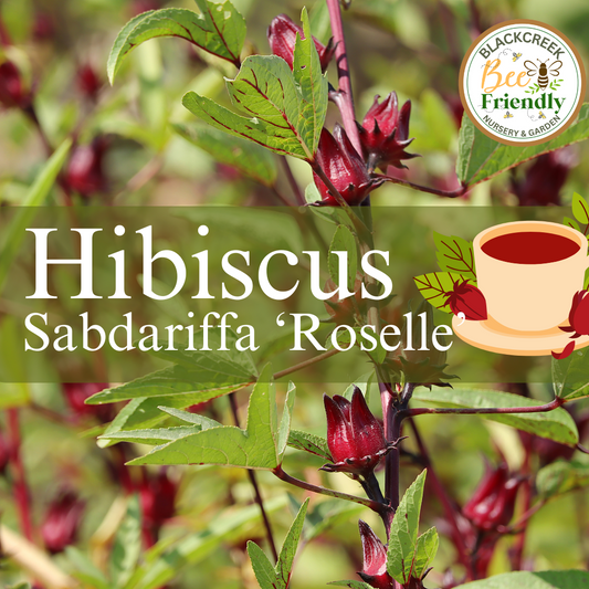 Hibiscus Sabdariffa Roselle Seeds