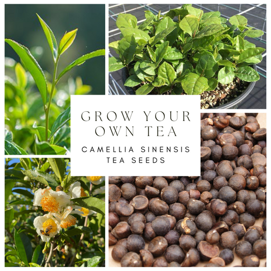 Camellia sinensis Tea Seeds