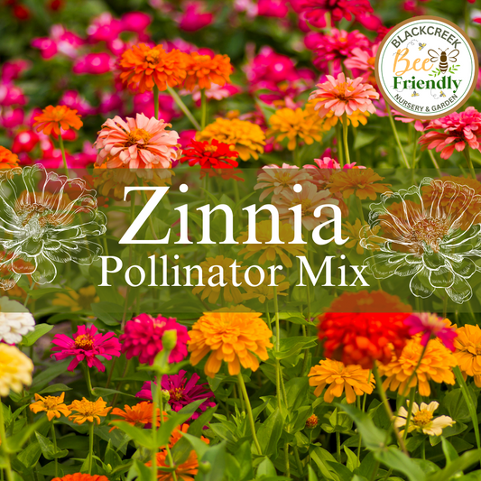 Zinnia Pollinator Mix Seeds