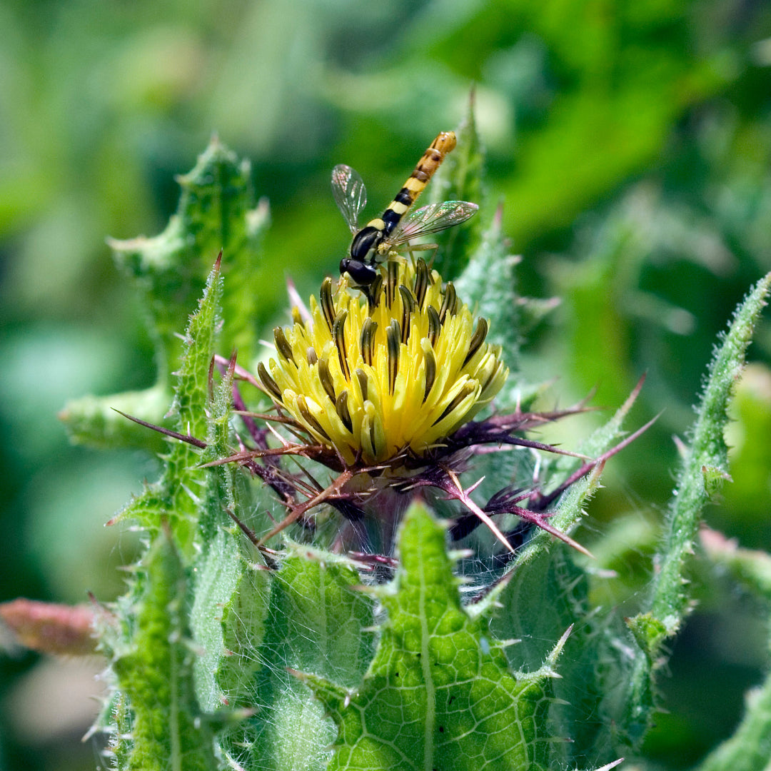 Blessed Thistle Herb 1oz Loose Herb