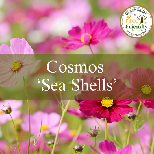 Cosmos 'Sea Shells' Seeds