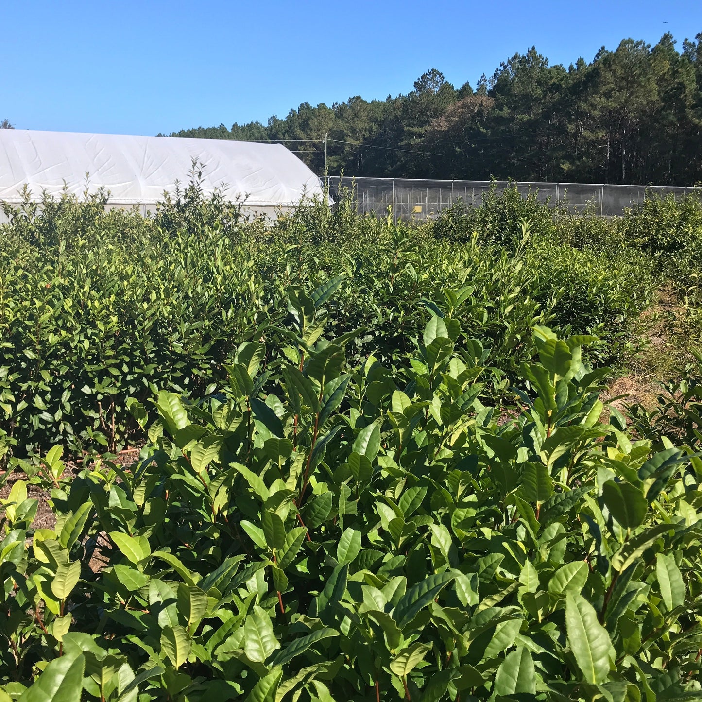 Blackcreek Tea Plants Camellia Sinensis