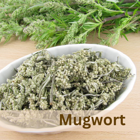 Mugwort Loose Herb 2oz Organic