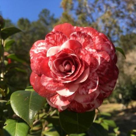 Tudor Baby Variegated Camellia 1G