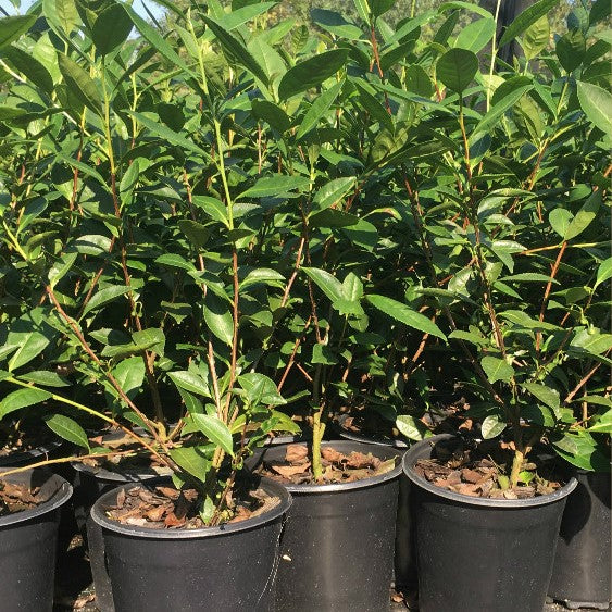 Blackcreek Tea Plants Camellia Sinensis