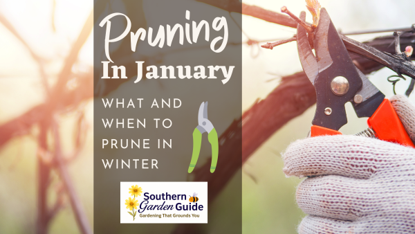 January Pruning Guide - Blackcreek Nursery & Garden